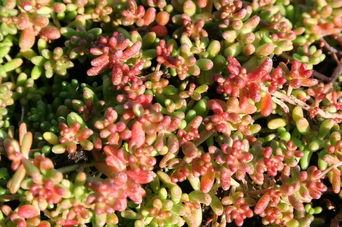 Sedum album ‚Coral Carpet‘ (Garten-Rotmoos-Mauerpfeffer)