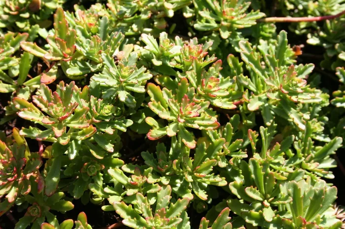 Sedum floriferum ‚Weihenstephaner Gold‘ (Fetthenne)
