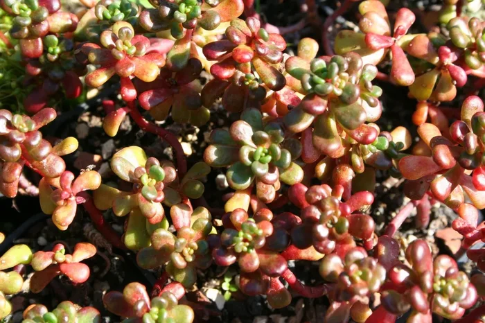Sedum oreganum (Oregon-Fetthenne)