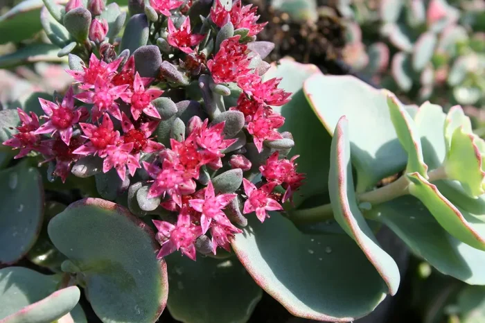Sedum sieboldii (Siebolds Fetthenne)