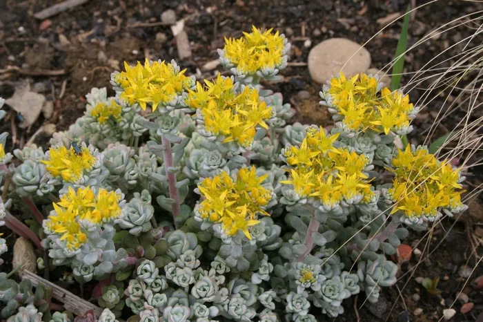 Sedum spathulifolium ‚Cape Blanco‘ (Spatelblättrige Garten-Fetthenne)