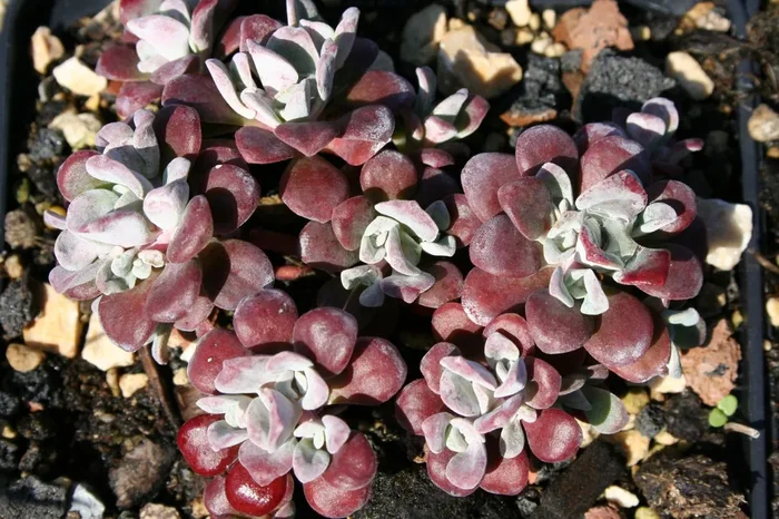 Sedum spathulifolium ‚Purpureum‘ (Spatelblättrige Garten-Fetthenne)