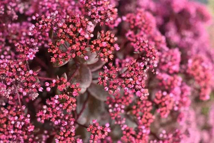 Sedum Sunsparkler ® ‚Cherry Tart‘ (Polster-Fetthenne)