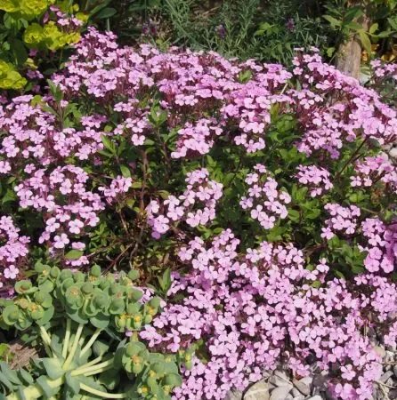 Seifenkraut (Saponaria ocymoides) „Bio“