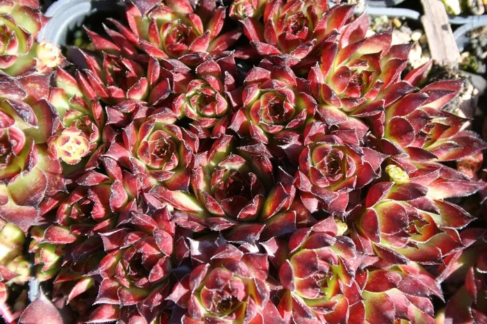 Sempervivum ‚Bronco‘ (Garten-Hauswurz)