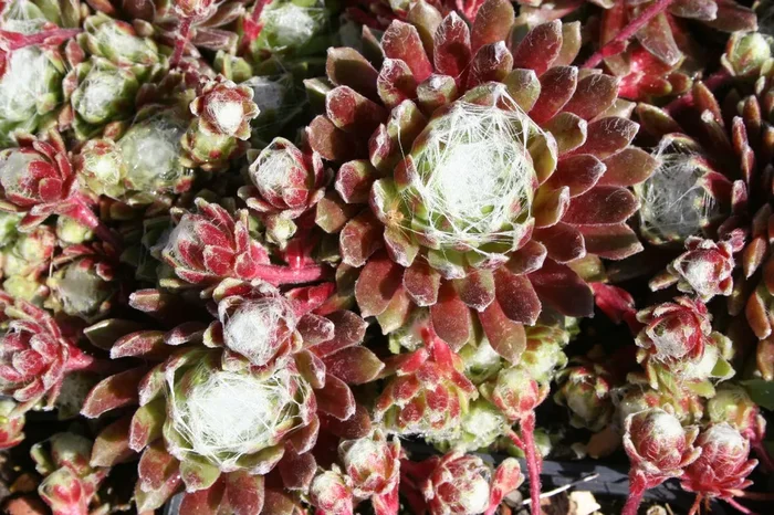 Sempervivum ‚Candy Floss‘ (Hauswurz)