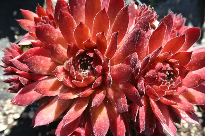 Sempervivum ‚Hart‘ (Hauswurz)