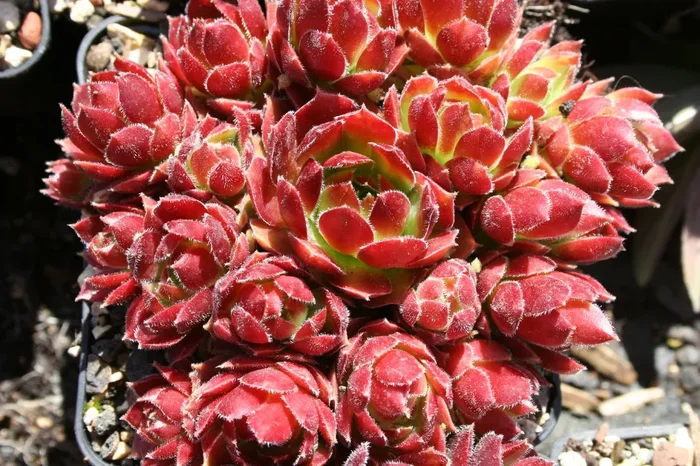 Sempervivum ‚More Honey‘ (Hauswurz)