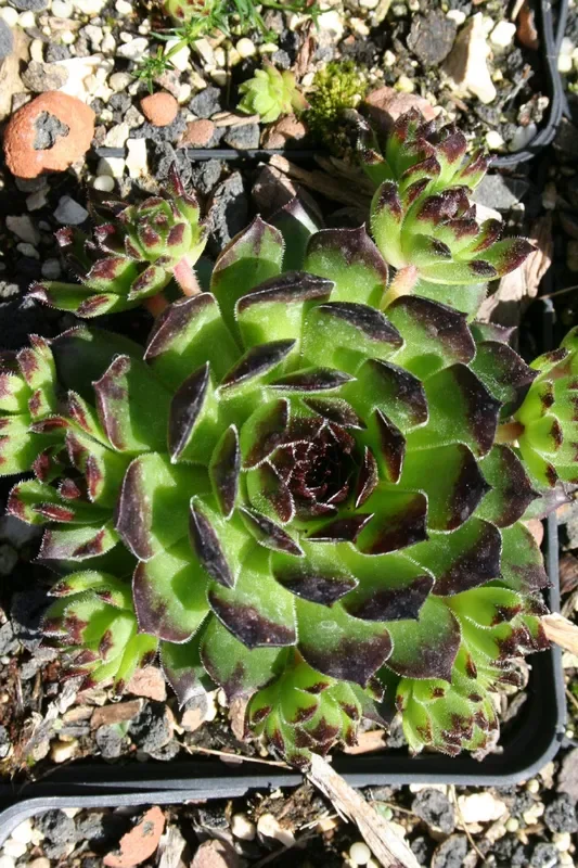 Sempervivum ‚Reinhard‘ (Garten-Hauswurz)