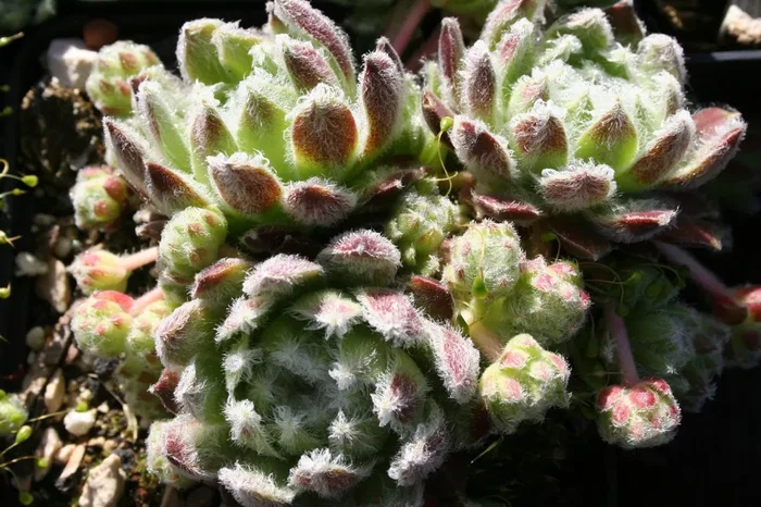 Sempervivum ‚Shirley’s Joy‘ (Garten-Hauswurz)