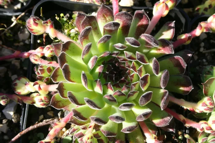 Sempervivum montanum ssp. stiriacum (Steirische Berg-Steinrose)