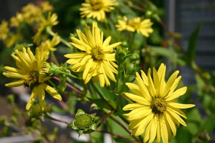 Silphium perfoliatum (Verwachsenblättrige Becherpflanze)