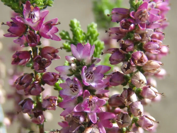 Sommerheide ‚Naturform‘ (Calluna vulgaris)