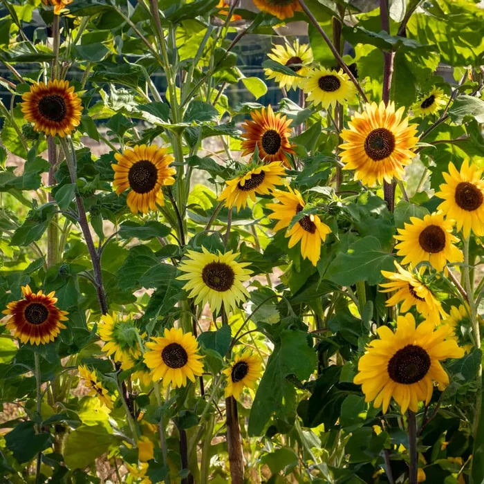 Sonnenblumenmischung ‚La Torre‘ Bio-Blumen-Samen