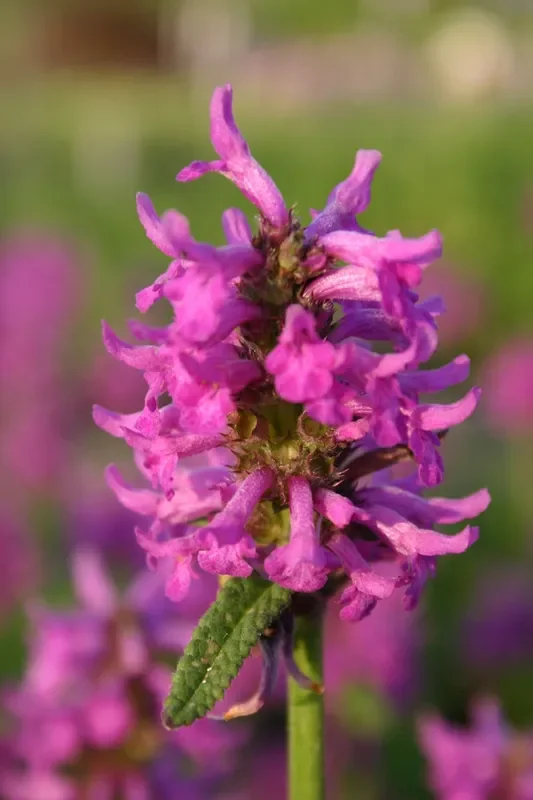 Stachys monnieri ‚Hummelo‘ (Dichtblütiger Ziest)