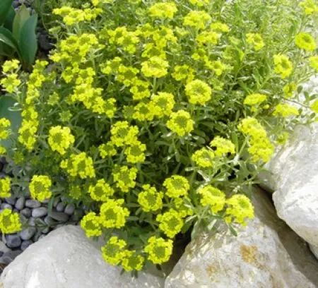 Steinkraut, Berg „Berggold“ (Alyssum montanum) „Bio“