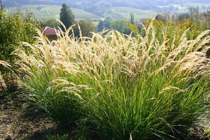 Stipa calamagrostis ‚Algäu‘ (Silberährengras)