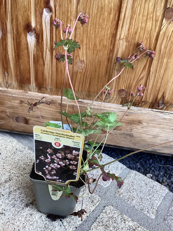 Storchschnabel ‚Bikovo‘