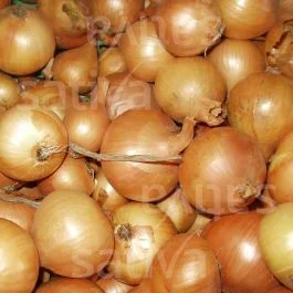 Sturon – Zwiebelsamen