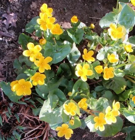 Sumpf-Dotterblume (Caltha palustris) „Bio“
