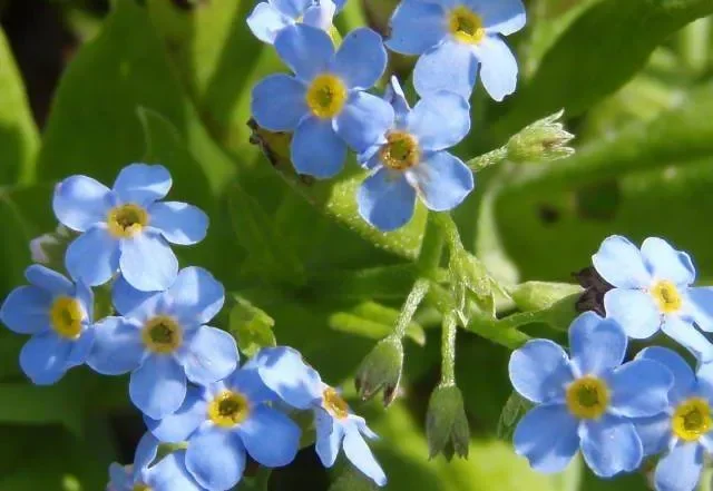 Sumpf-Vergissmeinnicht (Myosotis palustris) „Bio“
