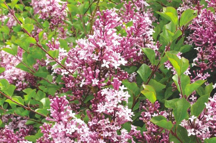 Syringa meyeri ‚Palibin‘ (Chinesischer Zwergflieder)