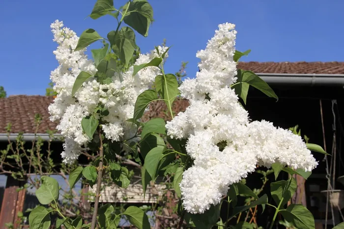 Syringa vulgaris ‚Mme Lemoine‘ (Edelflieder)