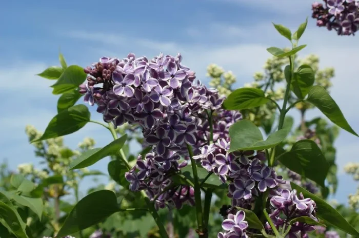 Syringa vulgaris ‚Sensation‘ (Edelflieder)