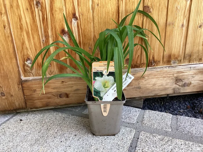 Taglilie ‚Double Cutie‘ Hemerocallis