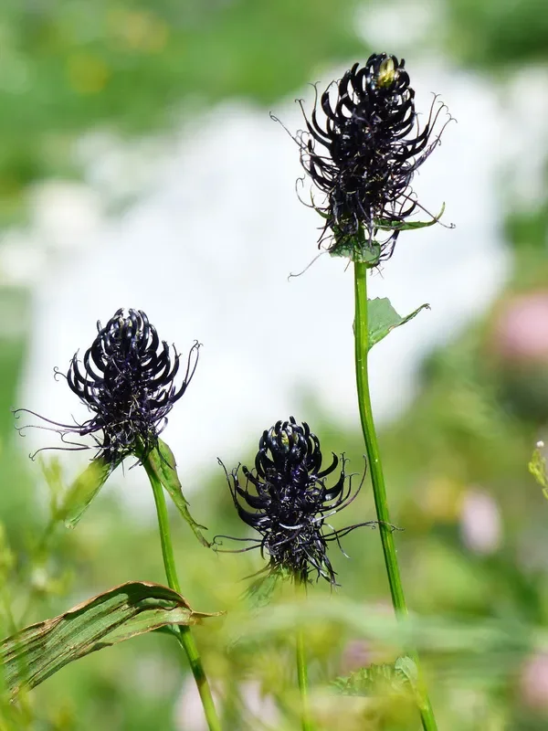 Teufelskralle, Schwarze (Phyteuma nigrum) „Bio“