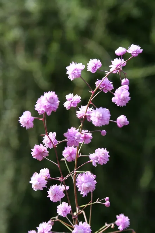 Thalictrum delavayi ‚Hewitt’s Double‘ (Wiesenraute)