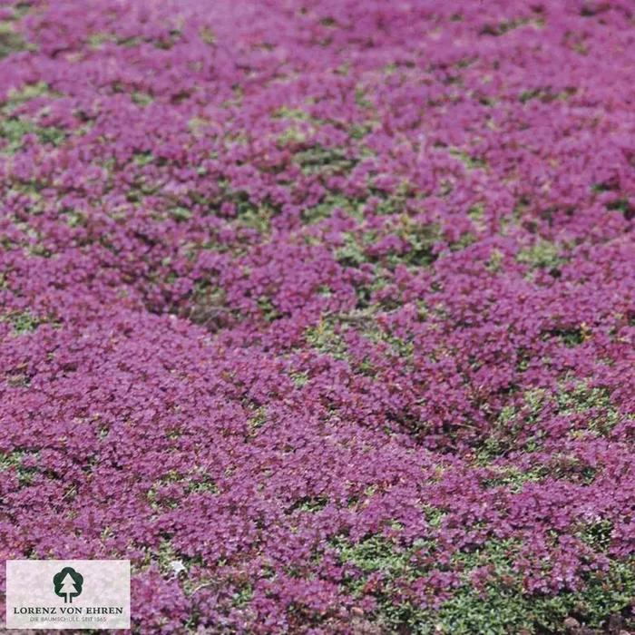 Thymian Thymus praecox ‚Bressingham‘