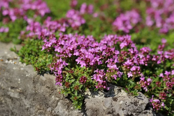 Thymus serpyllum ‚Magic Carpet‘ (Sand-Thymian)