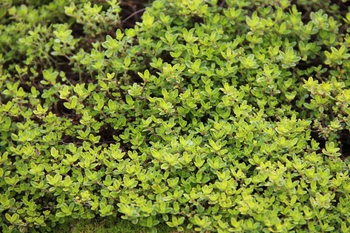 Thymus x citriodorus ‚Golden Dwarf‘ (Garten-Thymian)