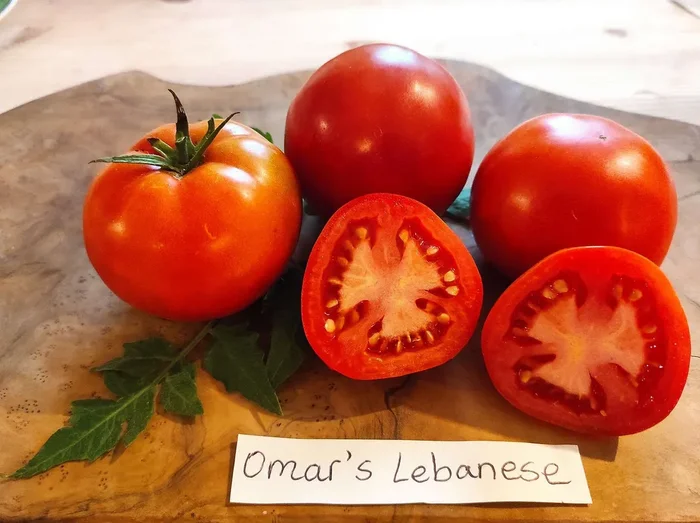 Tomate „Omar´s Lebanese“
