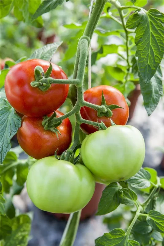Tomatensamen ‚Harzfeuer F1‘