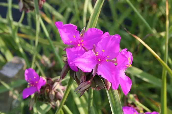 Tradescantia ohiensis ‚Red Grape‘ (Garten-Dreimasterblume)