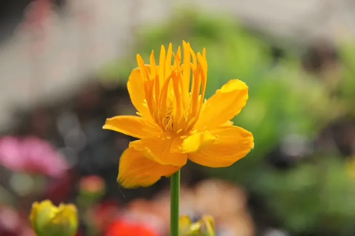 Trollius chinensis ‚Golden Queen‘ (Garten-Trollblume)