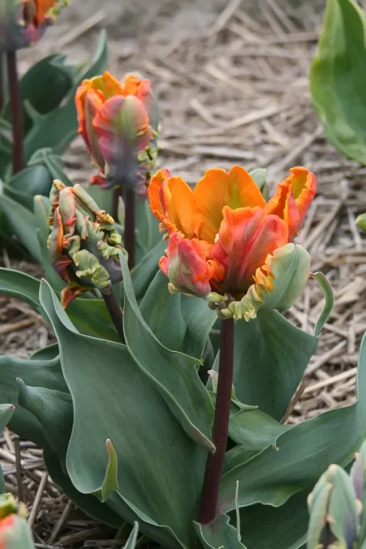Tulipa ‚Irene Parrot‘ (Papageien-Tulpe)