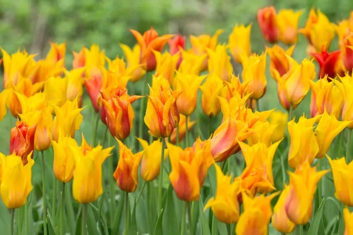 Tulipa ‚Vendeeglobe‘ (Tulpe)