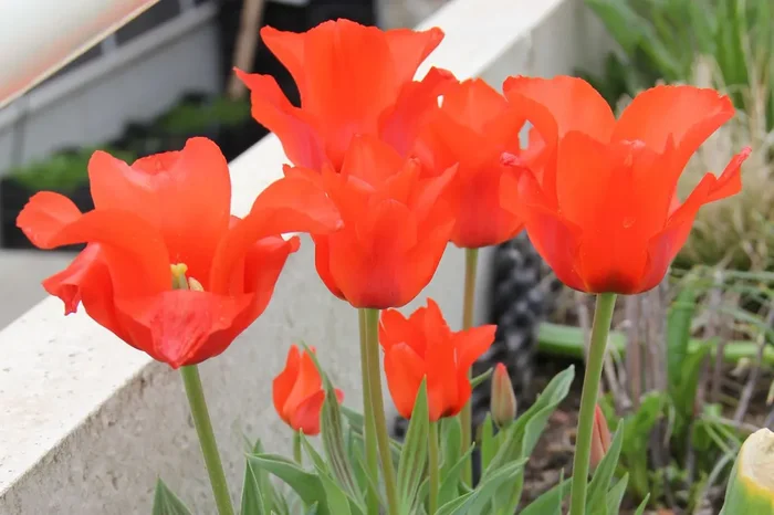 Tulipa greigii ‚Red Riding Hood‘ (Greigii-Tulpe „Rotkäppchen“)
