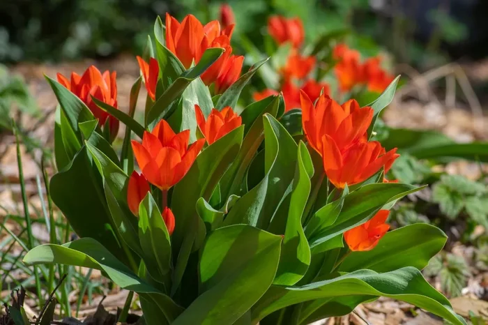 Tulipa praestans ‚Füsilier‘ (Mehrblütige Tulpe)
