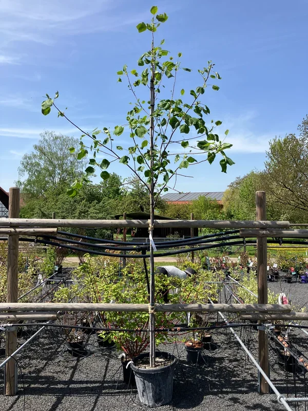 Tulpenbaum LIRIODENDRON TULIPIFERA grün, gelb