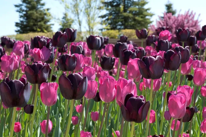 Tulpenmischung ‚Extravaganza‘ (Garten-Tulpenmischung)