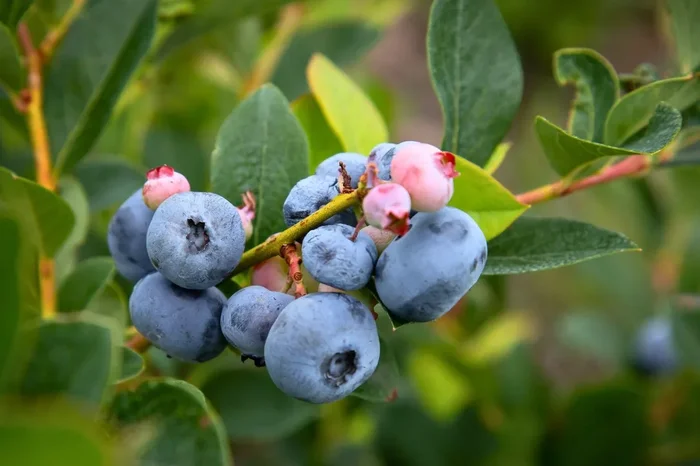 Vaccinium corymbosum ‚Bluecrop‘ (Heidelbeere)