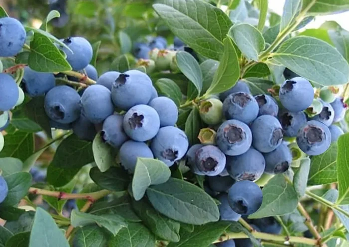 Vaccinium corymbosum ‚Elizabeth‘ (Kultur-Heidelbeere)