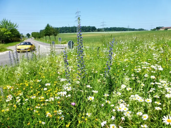 Verkehrsinselmischung (100g)