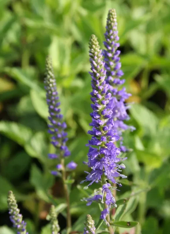 Veronica spicata ‚Blauteppich‘ (Scheinähriger Garten-Ehrenpreis)