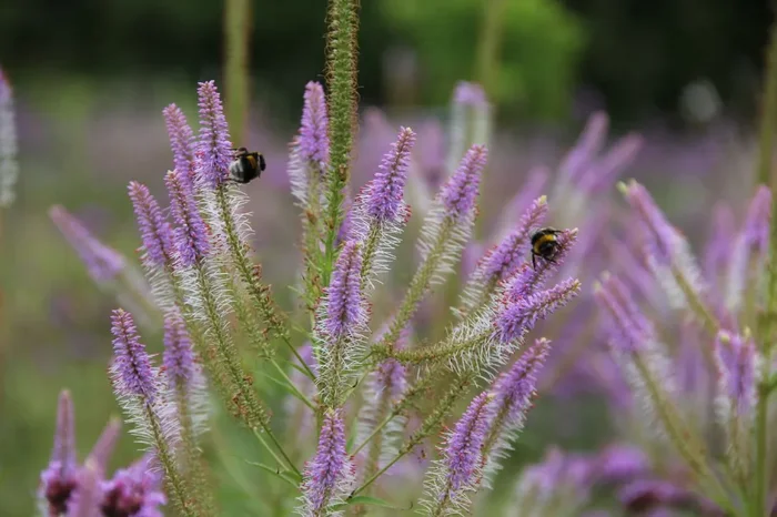 Veronicastrum virginicum ‚Fascination‘ (Kandelaberehrenpreis)
