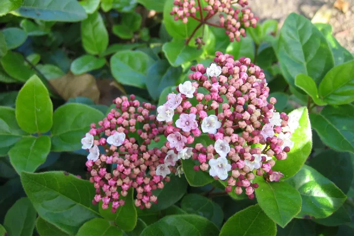 Viburnum tinus ‚Lisa Rose‘ ® (Lorbeer-Schneeball)